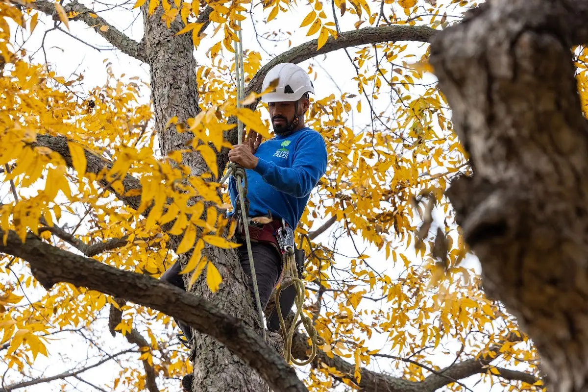 Skilled Tree Transplanting crew working in Port Clinton